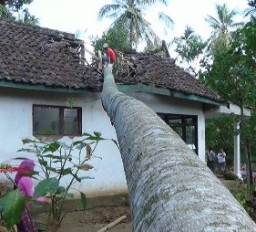 Rumah Warga Ambruk Tertimpa Pohon Sengon